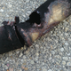 Notice that a solid third of the way around is completely gone. This is where my exhaust was coming out.